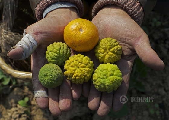 污染變異的桔子.jpg 污染變異的桔子.jpg